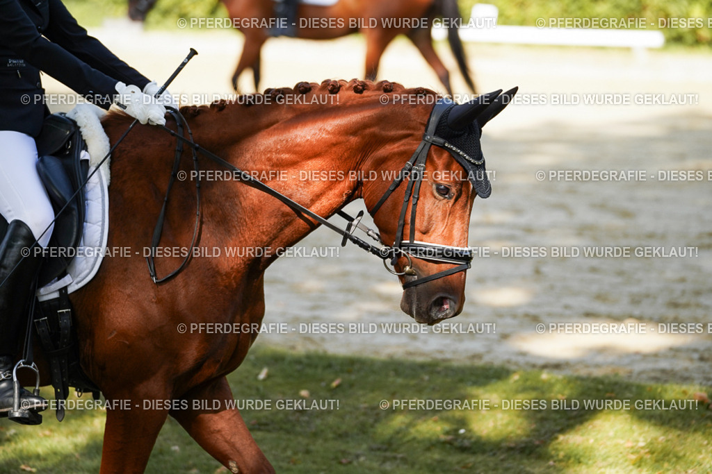 DSC08429 | Pferdegrafie