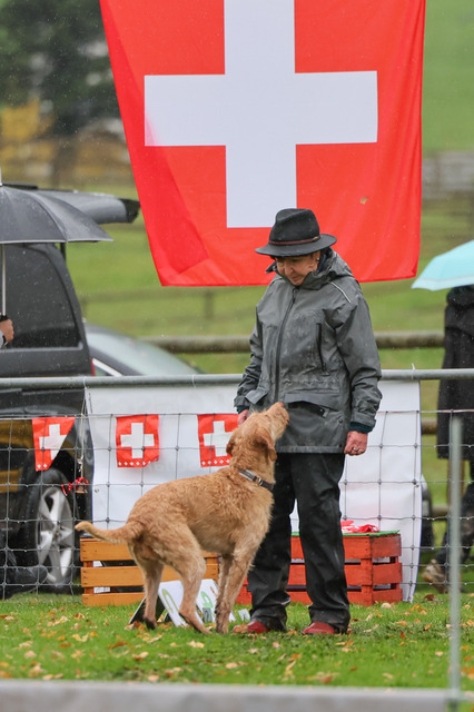 2025_Rally_Obedience_SM-226 | Ich fotografiere Hundeausstellungen, Sportanlässe, Zuchtstätten, Hundezucht, Hundeportrait, Lagotto - Realisiert mit Pictrs.com