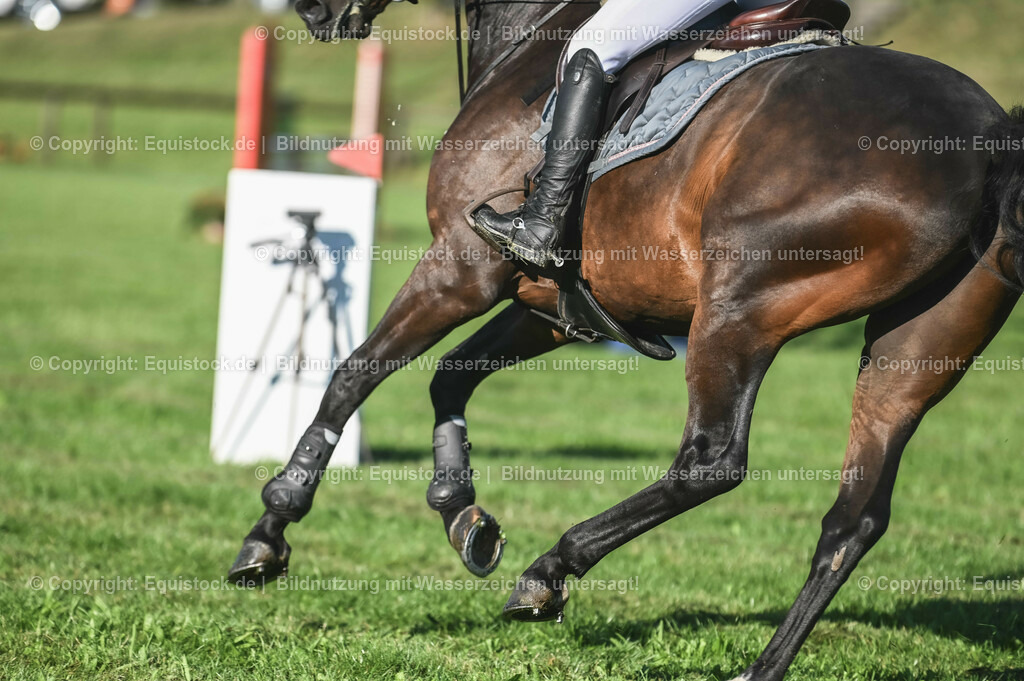 20230908_14-15_Springpferde-A_0050 | equistock