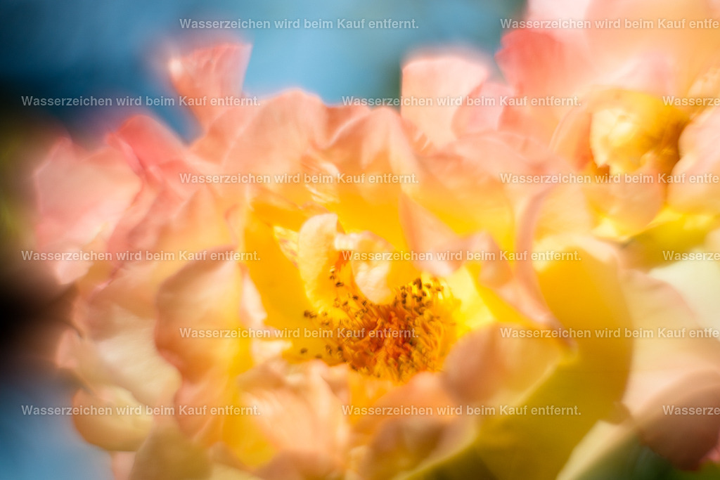 Herzheilung | Die Botschaft zum Bild lautet: Ein Bild der Herzheilung. Tiefes Atmen in dein Herz lässt es dir bewusst werden. Nutze diese Übung, mache es und schaue mit offenen Augen dieses Bild an. Lasse dein Herz heilen, damit du es endlich wieder fühlst und die Intuition, diese wundervollen Botschaften, die deinen Weg säumen, endlich wieder gehört werden.