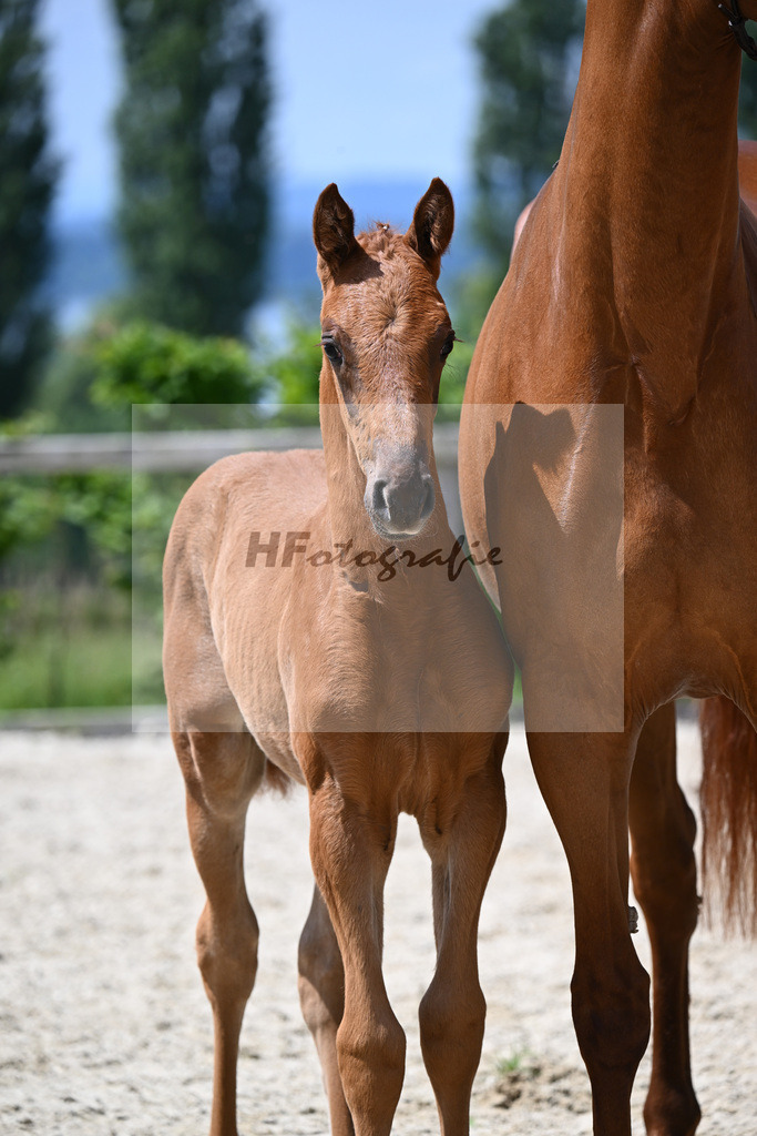 Va Bene x Zackman M_SF_Bauer_19240418 | hf-fotografie - Realisiert mit Pictrs.com