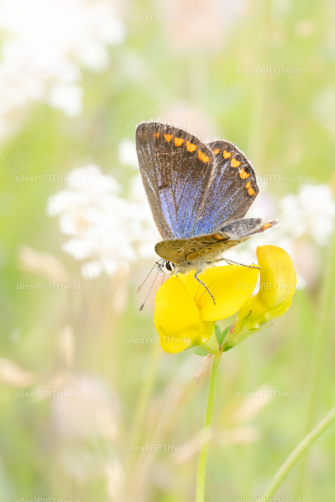 Bläuling | Entdecke die faszinierende Welt der Natur- und Wildlife-Fotografie von Daniel und Bärbel. Inspirierende Bilder von wilden Tieren und kleinen Naturwundern.