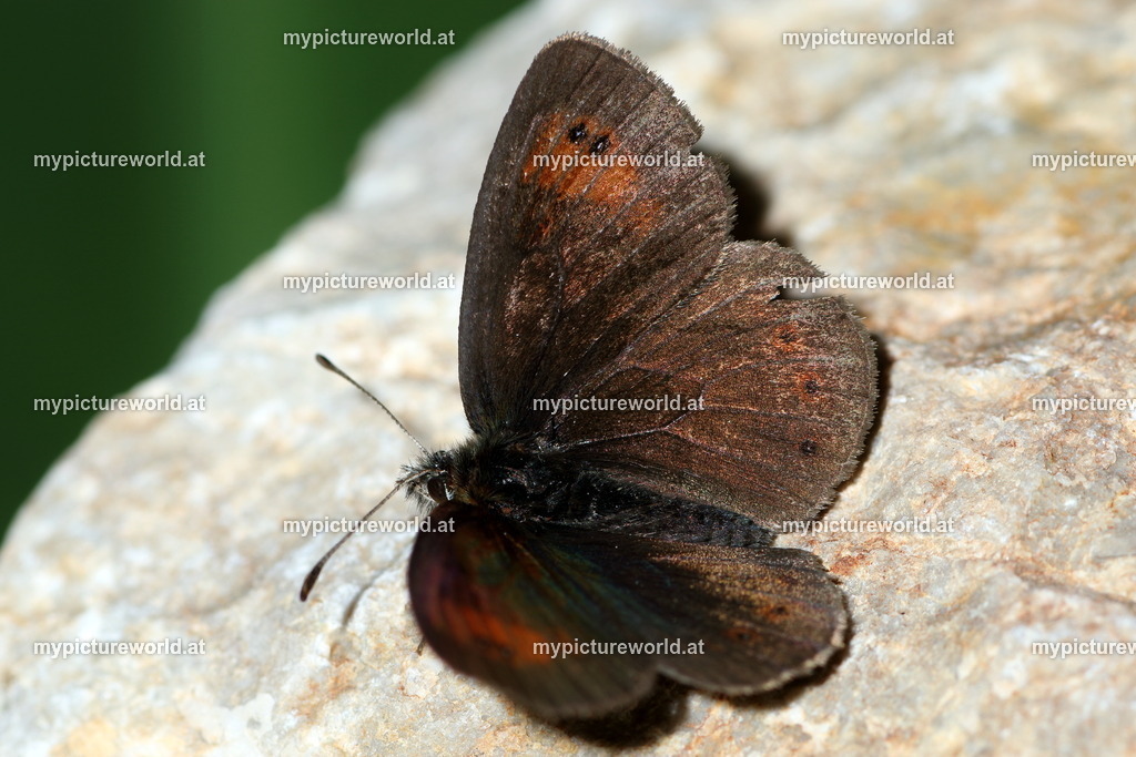 Erebia calcaria-001 | Das Bilderarchiv über Tiere, Planzen und Landschaften. In der Bilddatenbank finden Sie ein große Auswahl an hochwertigen Bilder für Ihre Werbung - Realisiert mit Pictrs.com