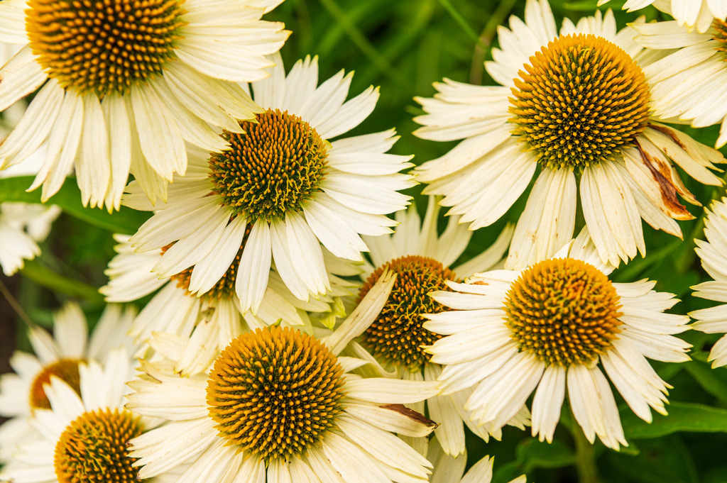 2023_08_13_HH-BOTANISCHER-GARTEN_MCP1284 | Hochwertig gedruckte Fotografien für die Wand, als Kalender und zum Verschenken. Hamburg & Norddeutschland und überall wo ich mit der Kamera unterwegs war.