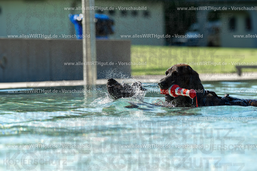 Hundeschwimmen_Volksbad_2026-allesWIRTHgut_Tierfotografie-2609061031-094137-7R508945 | Professionelle Tierfotografie in Mönchengladbach von Daniel Wirth (allesWIRTHgut). Liebevolle & natürliche Bilder von Hunden & Katzen für unvergessliche Erinnerungen.