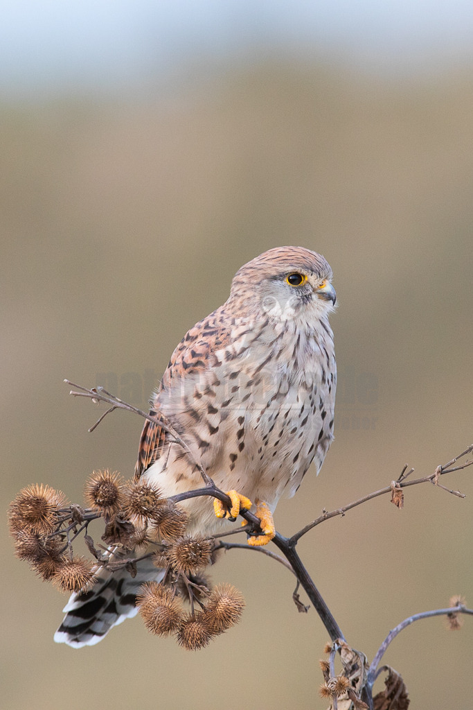 20180916183922 | Der Turmfalke ist der am häufigsten vorkommende Falke Mitteleuropas. Der Öffentlichkeit ist er relativ vertraut, da er sich auch Städte und Stadträume als Lebensraum erobert hat und öfter beim „Rüttelflug“ zu beobachten ist - Realisiert mit Pictrs.com