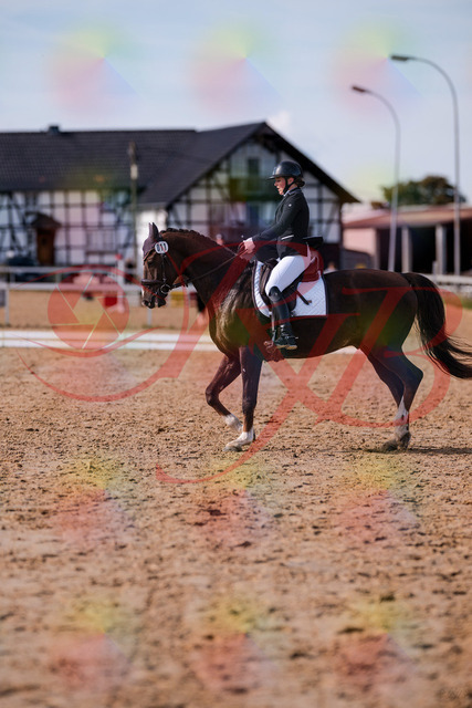 2026_10_03_Siefer-Hof_132607_Z81_79060047 | Professionelle Reitsport-, Turnier- und Eventfotografie von Robert Broda. Galerien mit ausgewählten und bearbeiteten Bildern direkt online ansehen und bestellen.