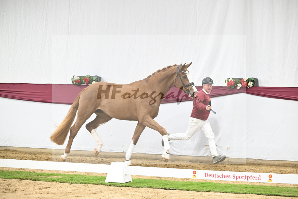 Kat-Nr. 118 Damaschino I x Mochito_Josef Zunterer_47253818 | hf-fotografie - Realisiert mit Pictrs.com