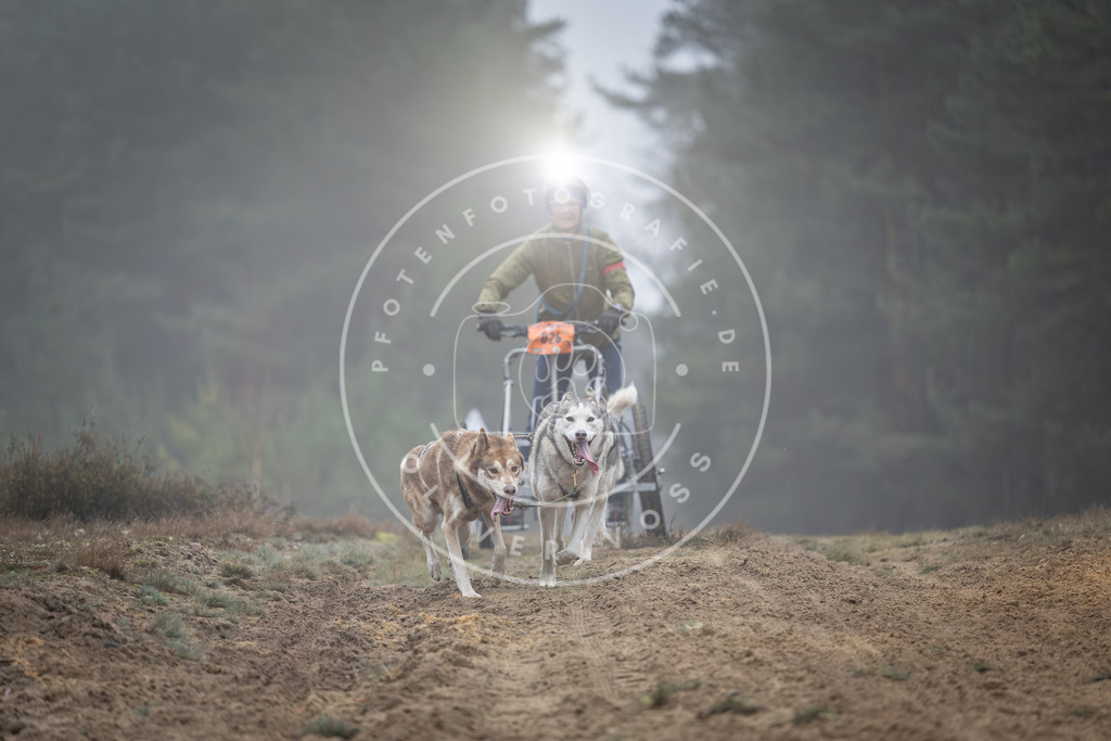 Pfotenfotografie_DV3A0650 | Hundefotografie, Tierfotograf, Pfotenfotografie, Fotoshooting Hund, Hunde Portrait, Hundesport, Hundeportraits, Heideshooting, Hunde, Sportfotograf, Hundefotograf, Turnierhundsport, THS,  - Realisiert mit Pictrs.com