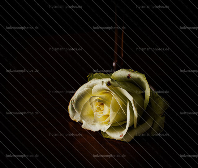 20260515-IMG_5586 | Authentische Fotografie für Menschen, Marken und Räume. Portraits, Editorial, Fine Art und atmosphärische Bildwelten im Werra-Meißner-Kreis, Kassel und Eisenach. Emotion im Fokus.