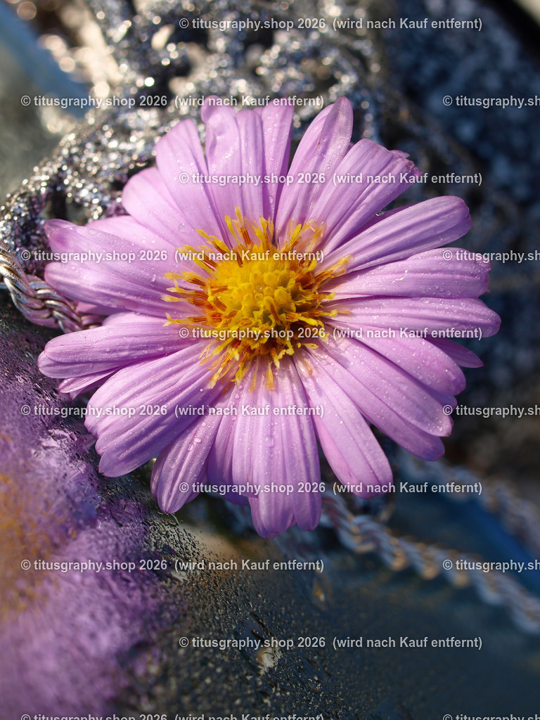 titusgraphy_P9281730-vz-ln | titusgraphy-shop: Geschenkideen mit Qualitätsfotos. titusgraphy-shop: gift ideas with quality photos. titusgraphy-shop: idées cadeaux avec photos de qualité.  - Realisiert mit Pictrs.com