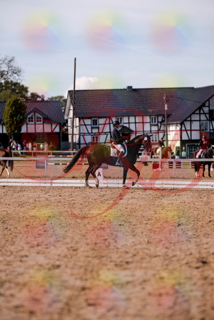 2026_10_03_Siefer-Hof_132558_Z81_78149955 | Professionelle Reitsport-, Turnier- und Eventfotografie von Robert Broda. Galerien mit ausgewählten und bearbeiteten Bildern direkt online ansehen und bestellen.