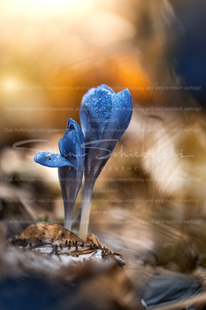 Blauer Krokus im Morgenlicht – zarte Frühlingsstimmung mit Tau | Ein zarter blauer Krokus erhebt sich im warmen Morgenlicht aus dem noch winterlichen Waldboden. Feine Tautropfen schmücken die Blütenblätter und verleihen der Szene eine besondere Frische und Tiefe. Das harmonische Spiel aus kühlen Blautönen und goldenem Hintergrundlicht macht dieses Bild zu einer stimmungsvollen Frühlingsaufnahme voller Ruhe, Hoffnung und Neubeginn.Ideal als Wandbild für Wohnräume, Praxis, Büro oder als Geschenk für Naturliebhaber. - Realisiert mit Pictrs.com