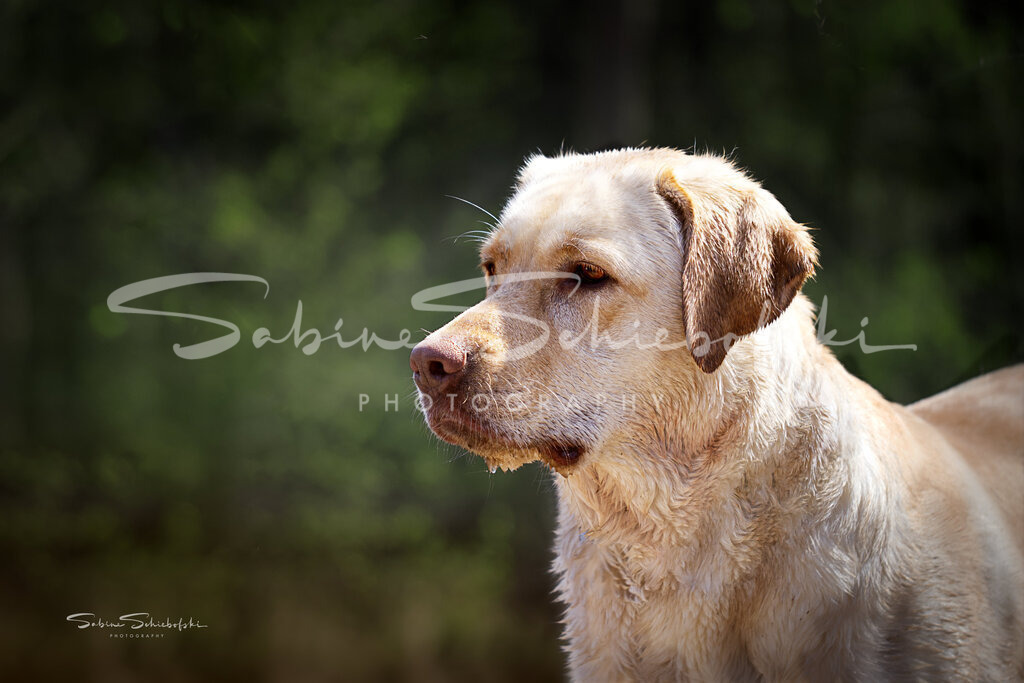 "Mel" Laprador | People- und Tierfotografie, Imageaufnahmen, Veranstaltungsfotografie und Wandbilder aus der Natur ★ Made in Germany ✔️ Druck + Downloads ✔️ Naturfotografie in Top Qualität ★ schneller Versand, weltweite Lieferung! - Realisiert mit Pictrs.com