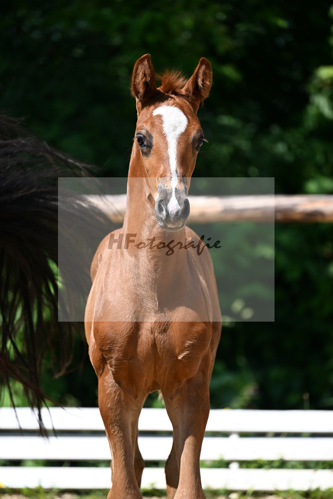 Kat-Nr. 14 Bon Esprit x Dimaggio_HF_Fischer_16250361 | hf-fotografie - Realizzato con Pictrs.com