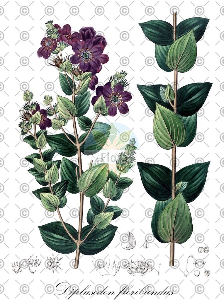 HistAbb_wfo-0000179357_1_ENZY_Simple | Historische Abbildung von Diplusodon floribundus - Lythraceae | Historical Illustration of Diplusodon floribundus - Lythraceae