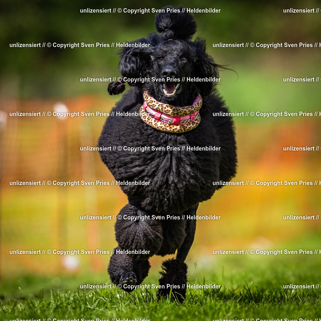 Sven Pries | 2025-04-13 - Hunderennen Baden-Baden - Realisiert mit Pictrs.com