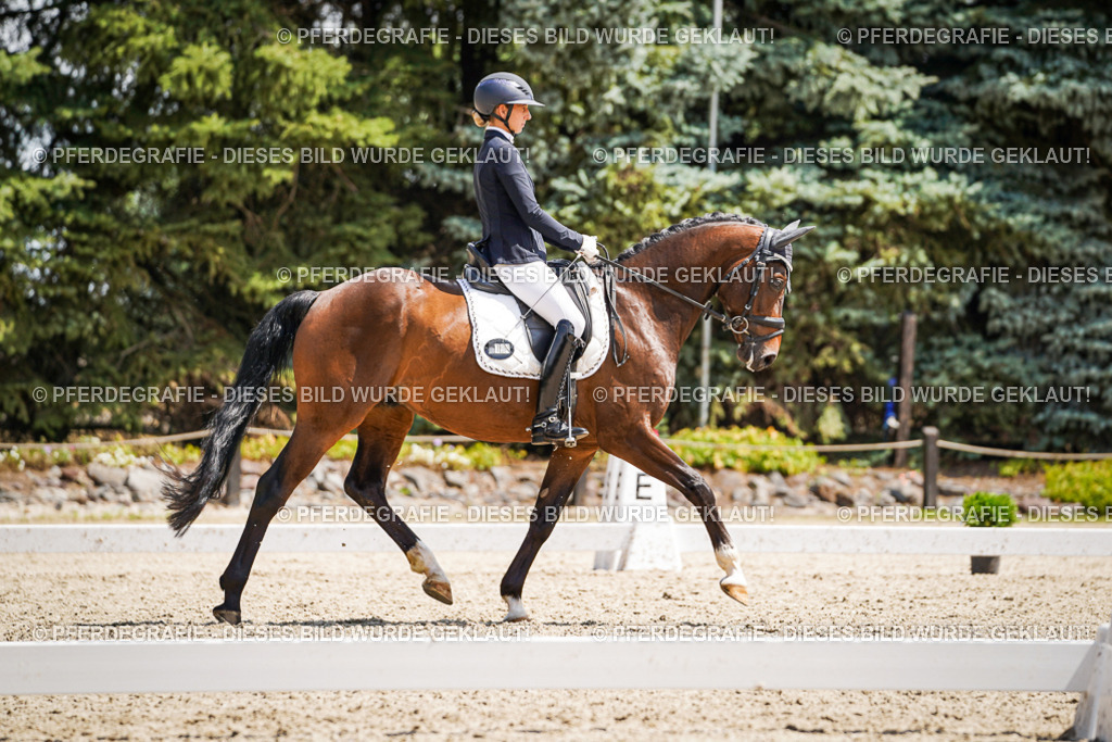 DSC01308 | Pferdegrafie