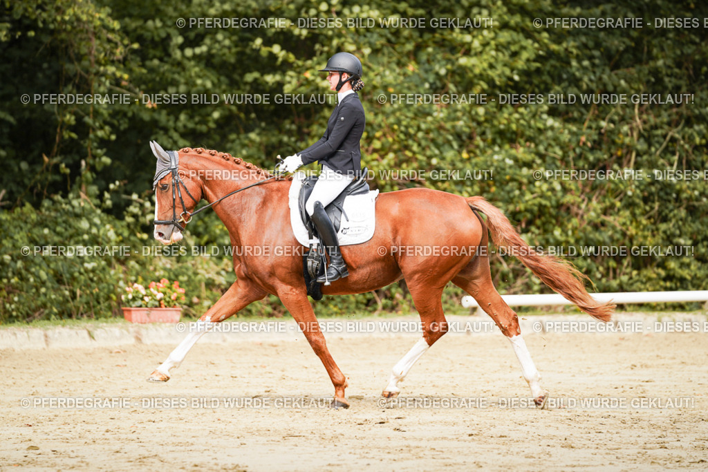 DSC01950 | Pferdegrafie