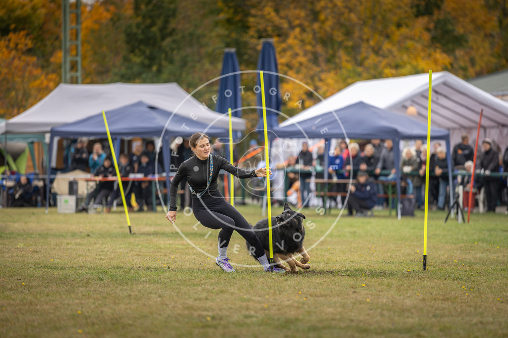 Pfotenfotografie_DV3A7736 | Hundefotografie, Tierfotograf, Pfotenfotografie, Fotoshooting Hund, Hunde Portrait, Hundesport, Hundeportraits, Heideshooting, Hunde, Sportfotograf, Hundefotograf, Turnierhundsport, THS,  - Realisiert mit Pictrs.com
