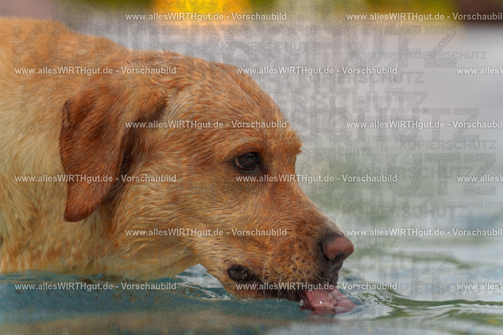 Hundeschwimmen_Grefrath_2026-allesWIRTHgut_Tierfotografie-11_11-7R503197 | Professionelle Tierfotografie in Mönchengladbach von Daniel Wirth (allesWIRTHgut). Liebevolle & natürliche Bilder von Hunden & Katzen für unvergessliche Erinnerungen.