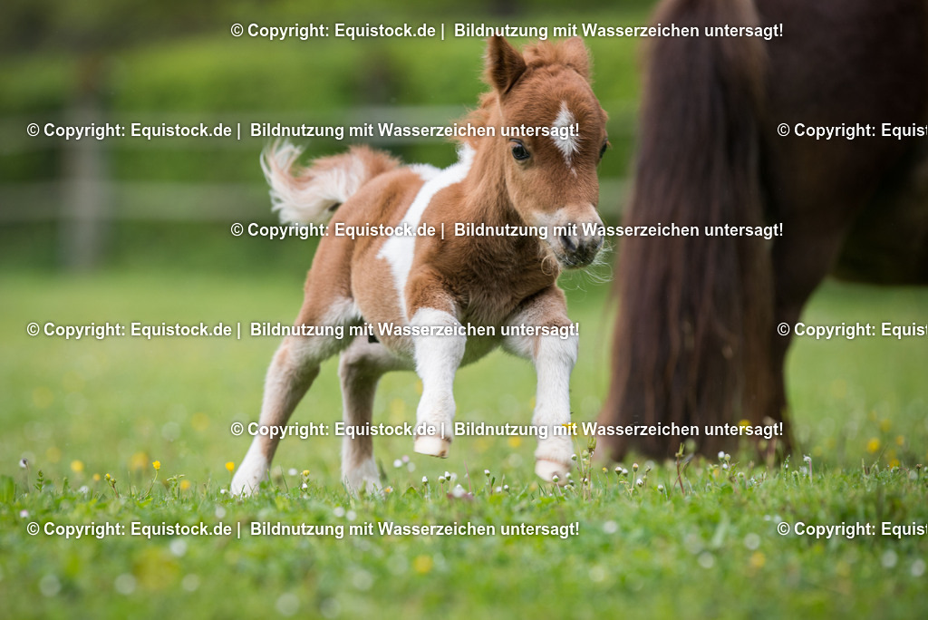 20150502_Fohlen_0004 | equistock