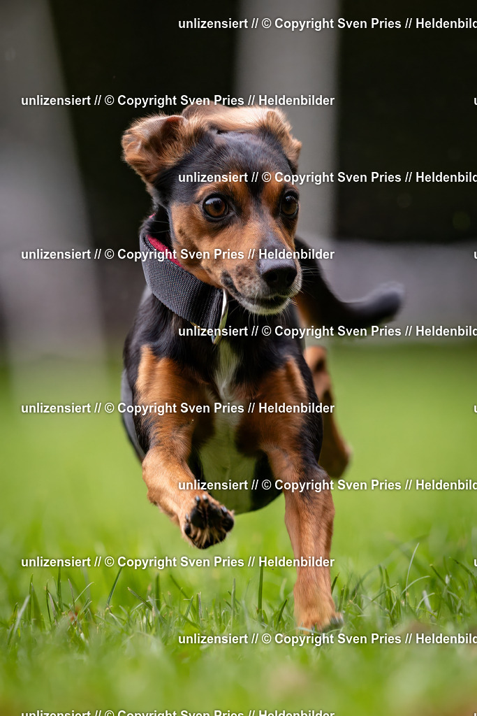 Sven Pries | 2024-10-19 - Hunderennen Ober-Grombach - Realisiert mit Pictrs.com