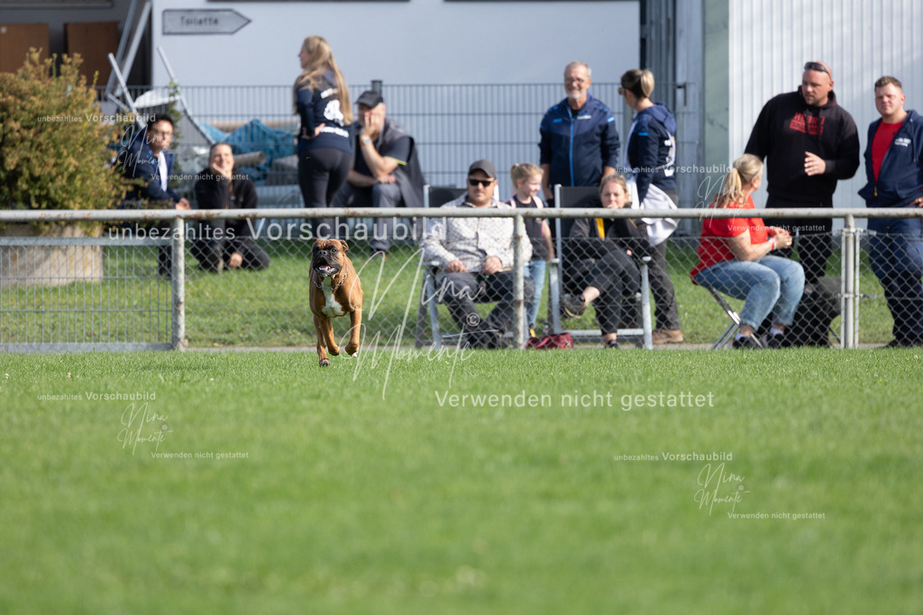 _16A5567 | Einzigartige Fotos von Hunden & Menschen –Actionfotos, Portraits, Vereinsaufnahmen & Paarshootings – authentisch, lebendig & mit Herz.