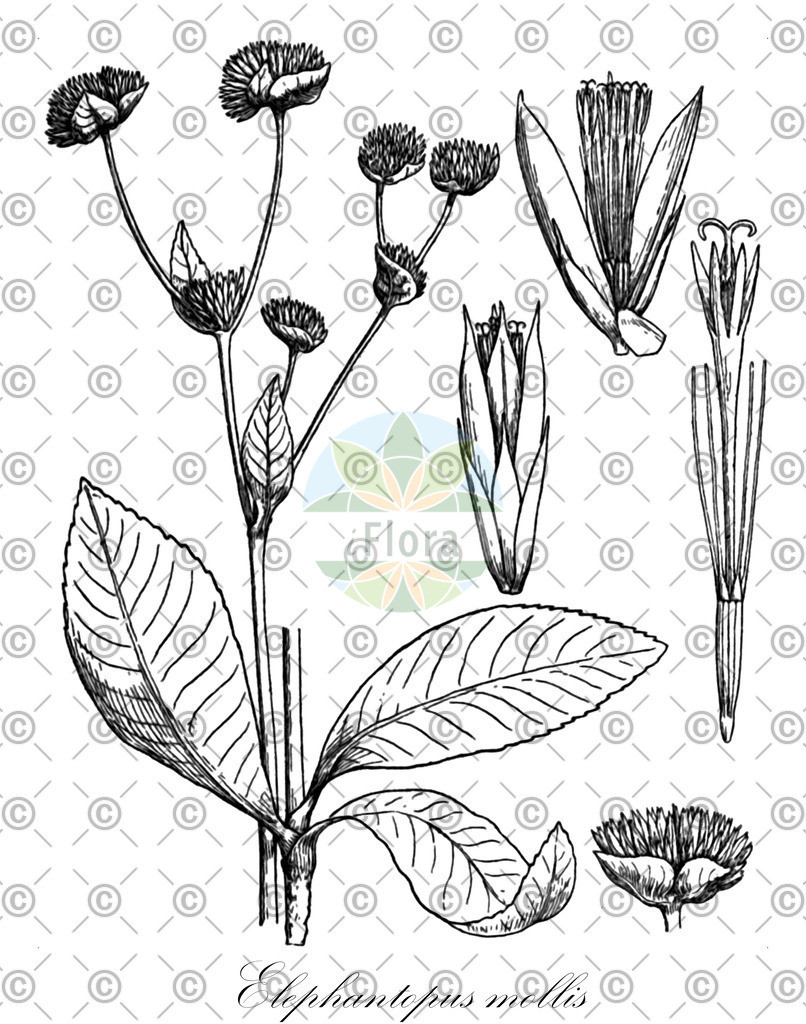 HistAbb_EMP_138546_3_SIMPLE | Historische Abbildung von Elephantopus mollis - Asteraceae | Historical Illustration of Elephantopus mollis - Asteraceae