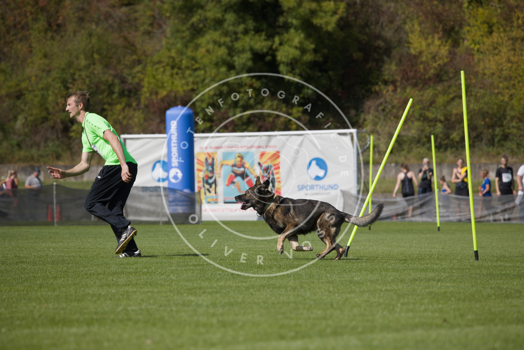 0L8A3052 | Hundefotografie, Tierfotograf, Pfotenfotografie, Fotoshooting Hund, Hunde Portrait, Hundesport, Hundeportraits, Heideshooting, Hunde, Sportfotograf, Hundefotograf, Turnierhundsport, THS,  - Realisiert mit Pictrs.com