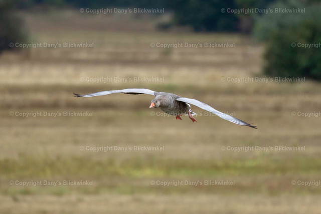 2022157 | Tierfotografie, Tierkalender, Tierbilder, Insekten, Spinnen, Vögel, Schmetterling, Libellen, Leinwand, Colorkey, Qualität, Geschenkartikel, Geschenk - Realisiert mit Pictrs.com