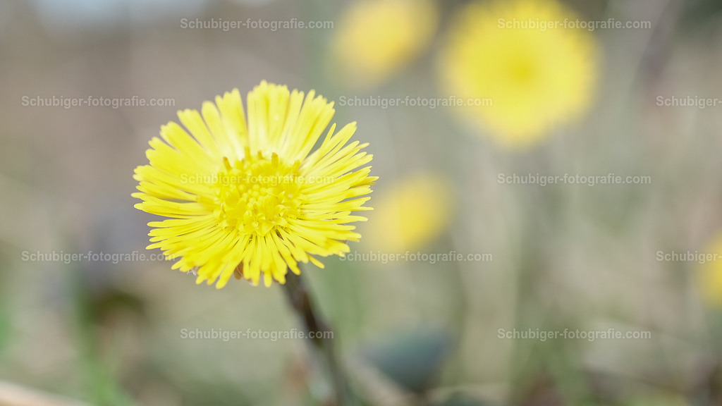 Huflattich | Der Huflattich ist die einzige Pflanzenart der Gattung Tussilago aus der Familie der Korbblütler. Er gehört jedoch nicht zur Gattung der echten Lattiche. Wikipedia - Realisiert mit Pictrs.com