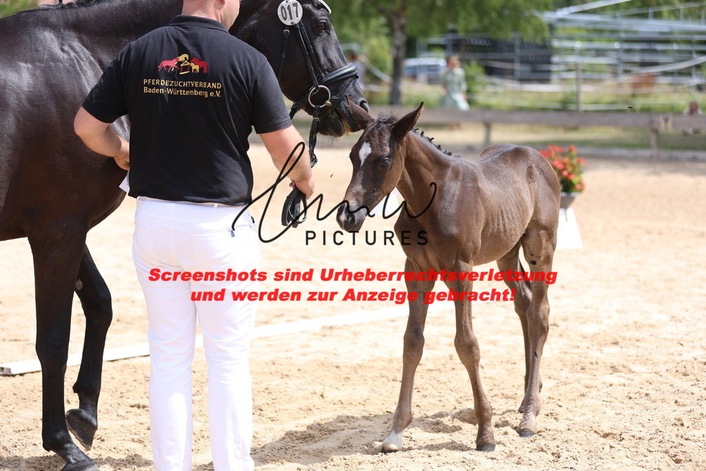 Fohlenschau_Schwäbisch_Hall_dressurbetonte_Fohlen_KN 17_11 | lmwpictures - Realisiert mit Pictrs.com