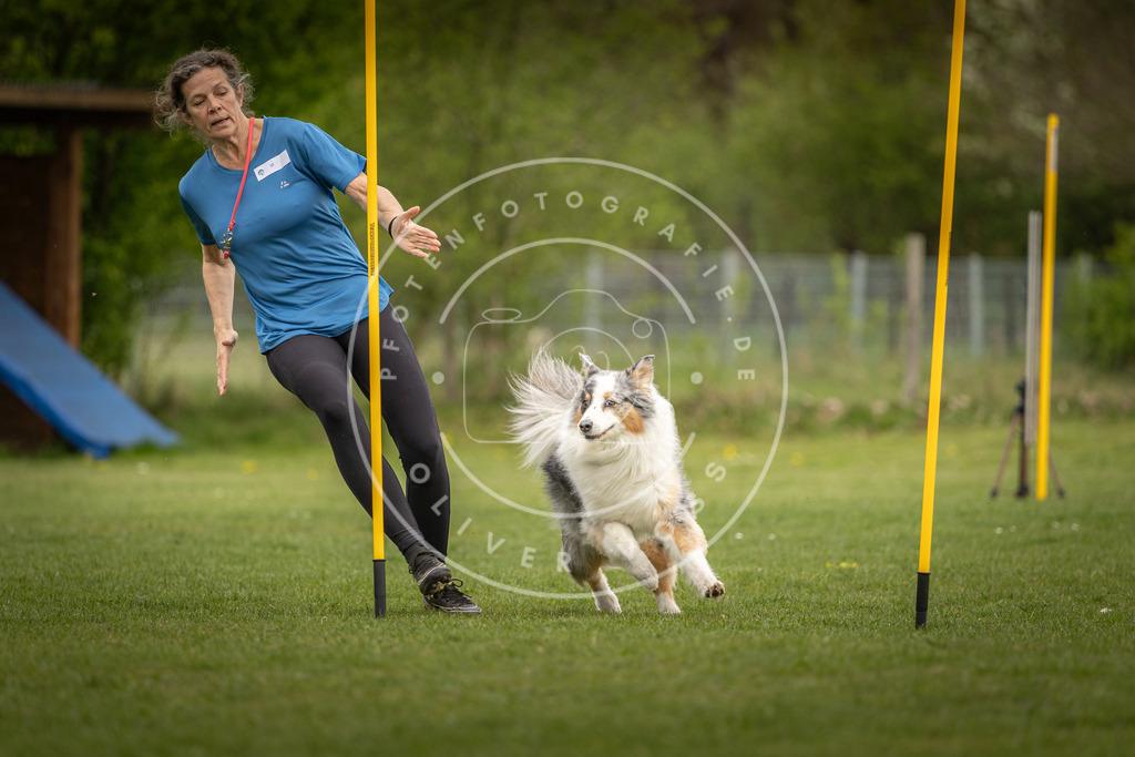 Pfotenfotografie_DV3A7832 | Hundefotografie, Tierfotograf, Pfotenfotografie, Fotoshooting Hund, Hunde Portrait, Hundesport, Hundeportraits, Heideshooting, Hunde, Sportfotograf, Hundefotograf, Turnierhundsport, THS,  - Realisiert mit Pictrs.com
