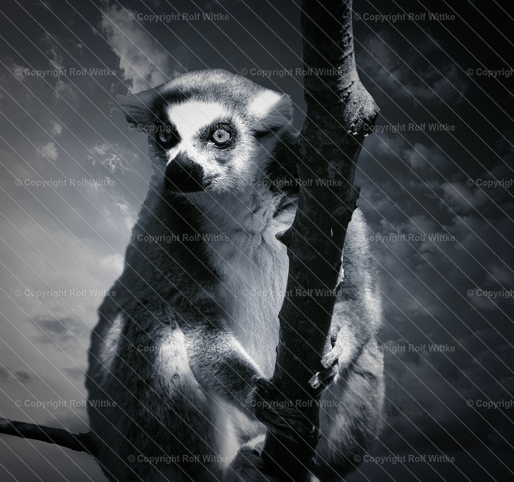 Lemur sitzend | Rolf Wittke  - Realisiert mit Pictrs.com