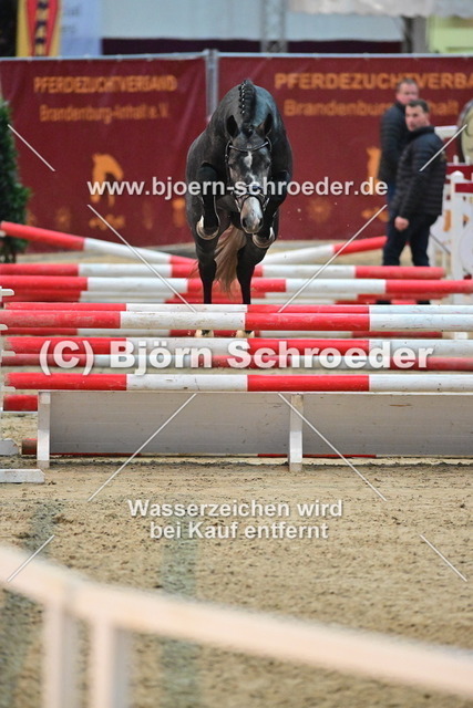 39_Hickstead White - Camarque_790_8685 | Björn Schroeder Pferdefotografie