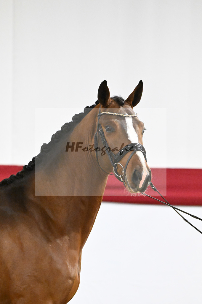 Kat-Nr. 62 v. DSP Topas_Schepper_63221849 | hf-fotografie - Realizzato con Pictrs.com