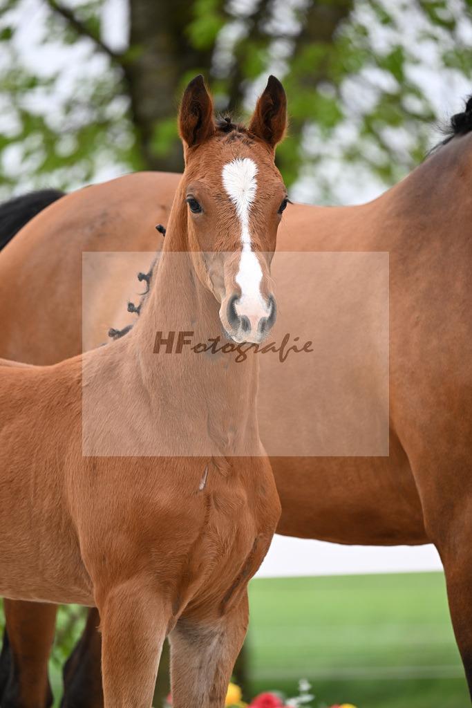 Kat-Nr. 16 HF Zirocco Blue x Chacgrano_Riehm_23260601 | hf-fotografie - Realizzato con Pictrs.com