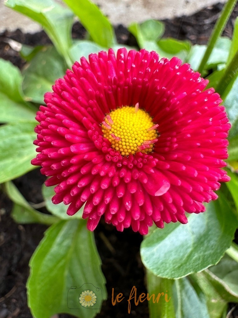 C36DAE7D-5F7C-44DB-B23F-3EC892999A7B | Dies ist der Shop von Florian Blum - le fleuri. Langenthal, Bern, Schweiz. Sie können hier meine oder ihre eigenen Fotos als Fotoprodukte kaufen. Tassen, Schlüsselanhänger, Taschen etc. können Sie hier gestalten.  - Realisiert mit Pictrs.com