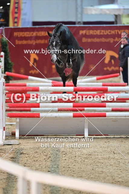 39_Hickstead White - Camarque_790_8698 | Björn Schroeder Pferdefotografie