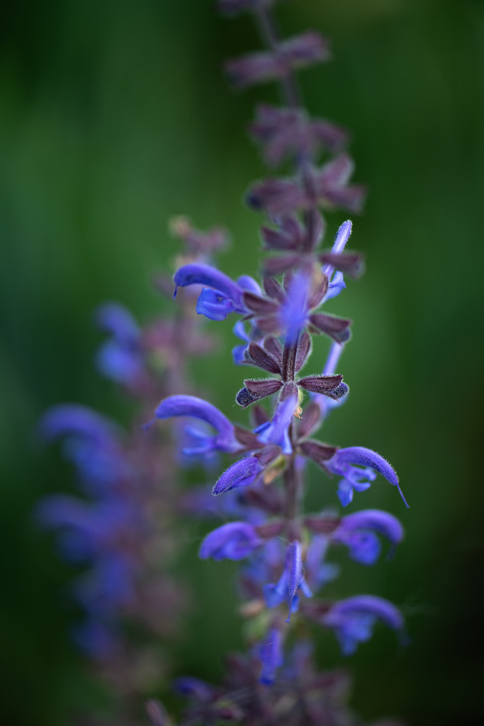 Steppen-Salbei | Makroaufnahme mit Nikon ZF, AF-S Micro Nikkor 105mm f2.8