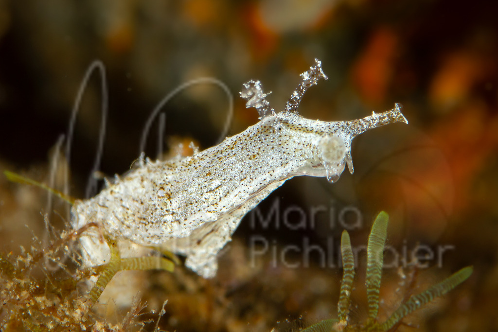 Phyllaplysia lafonti | nudibranch / Nacktschnecke "Schneehase" - Realisiert mit Pictrs.com