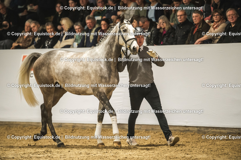 20240302_Hengstvorstellung_Marbach_TOMsPiC_0977-2 | equistock