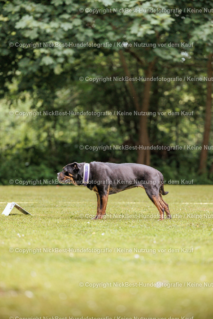 RO-Blumenthal-2026-Nickbest-Hundefotografie-1670 | Dein Hund! Dein Moment! Deine Erinnerungen! Hundefotografie in Bremen Blumenthal. Ich fange die besonderen Momente deines Vierbeiners ein – ob Indoor mit Blitzanlage oder in der freien Natur. Sicher dir dein Moment und dein Termin für eure Erinnerungen.