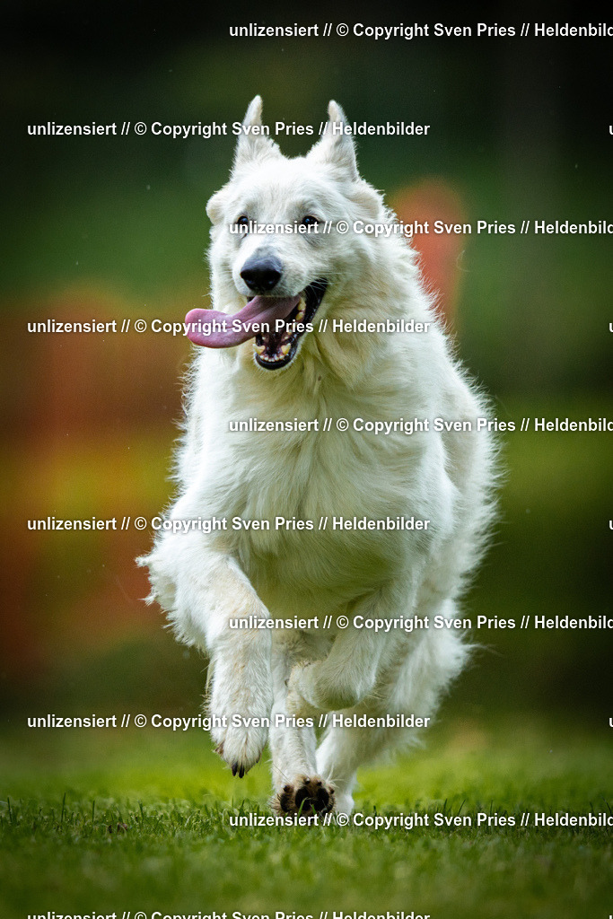 Sven Pries | 2025-09-21 - Hunderennen Baden-Oos - Realisiert mit Pictrs.com