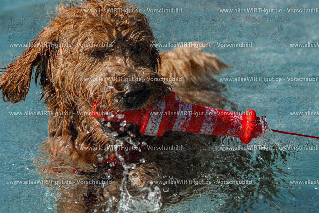 Hundeschwimmen_Volksbad_2026-allesWIRTHgut_Tierfotografie-2609061536-FAY07297 | Professionelle Tierfotografie in Mönchengladbach von Daniel Wirth (allesWIRTHgut). Liebevolle & natürliche Bilder von Hunden & Katzen für unvergessliche Erinnerungen.