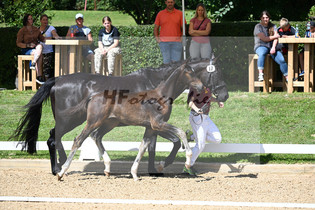 Kat-Nr. 17 HF Floricello x Sir Donnerhall_Zimmermann_27230236 | hf-fotografie - Realisiert mit Pictrs.com