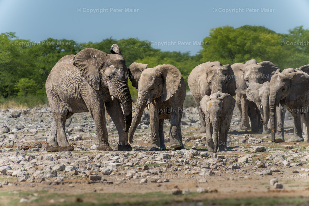 Etosha_Nationalpark_Namibia-558 | piet_flosse