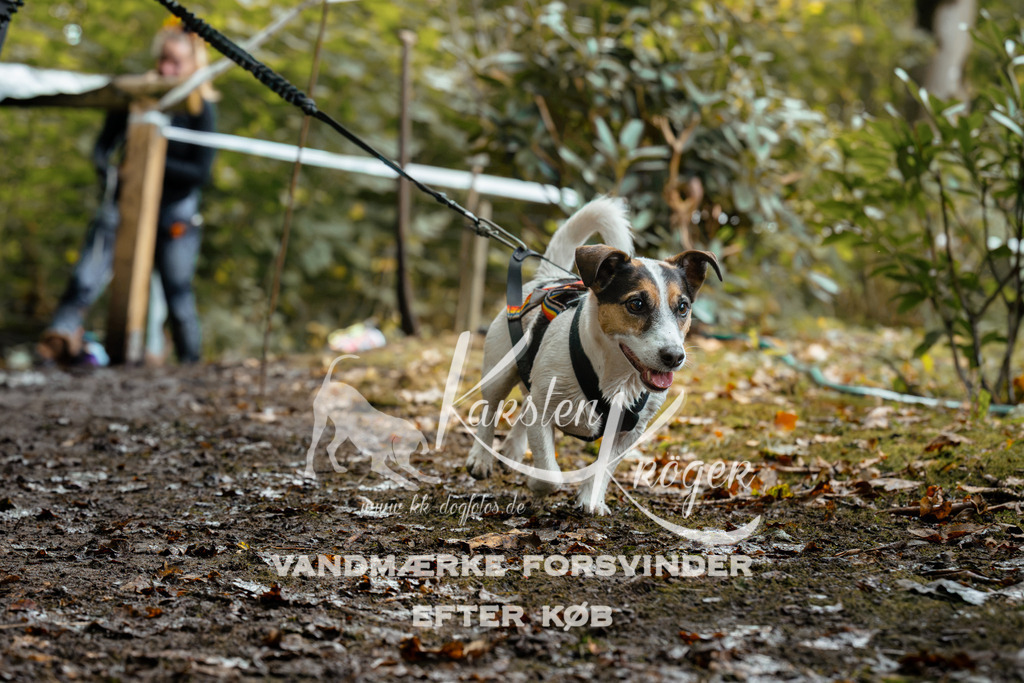 1422DZ6_1703Z6 | kk-dogfotos