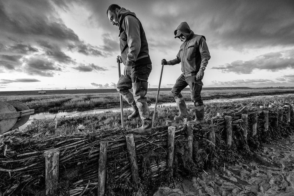Lahnungsarbeiten des LKN.SH im Watt vor Pellworm © Holger Rüdel | Der Online-Shop von Holger Rüdel. Ausgewählte Fotografien als FineArt-Prints bestellen: Bildreportagen, Landschaften, Wildlife, History, Infrarot-Motive in Schwarzweiß und Verschiedenes.  - Realisiert mit Pictrs.com
